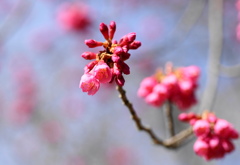 桜（台湾緋桜）　３