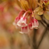 花の名不明　2