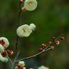 白梅2
