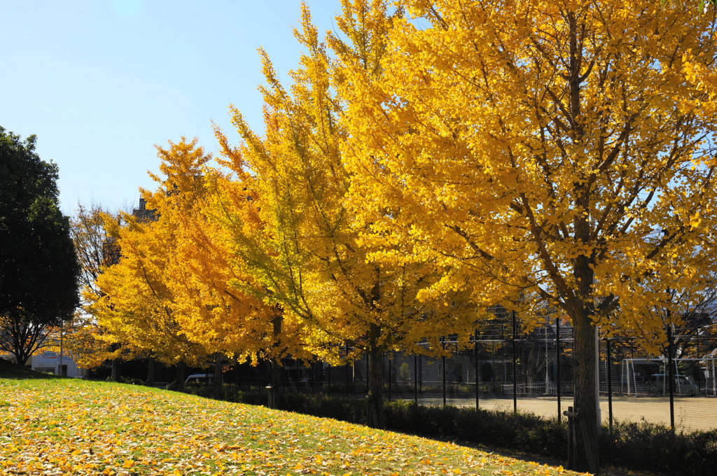 公園（5）