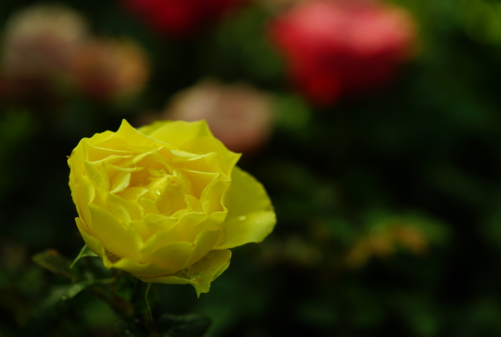 草花園1