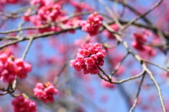 桜（台湾緋桜）　２