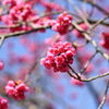 桜（台湾緋桜）　２
