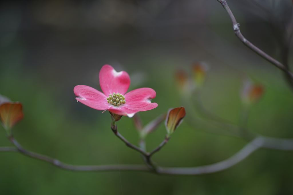 花ミズキ　1