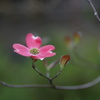 花ミズキ　1