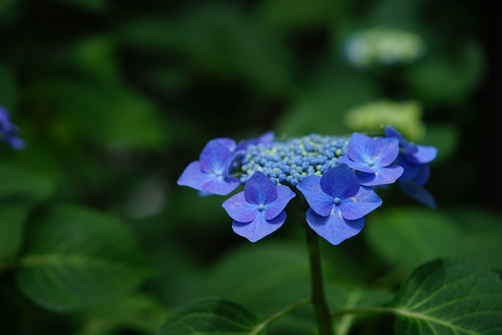 紫陽花色々8