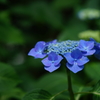 紫陽花色々8