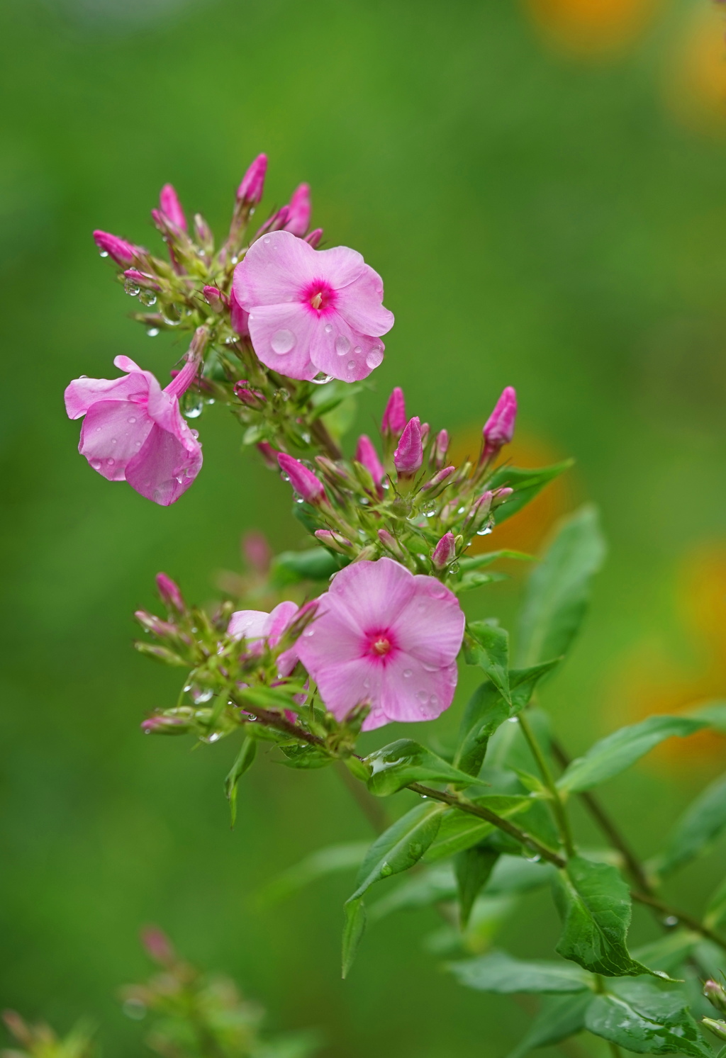雨上がりの花1
