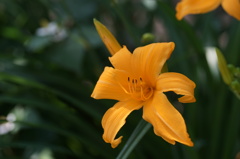 ユリの花3