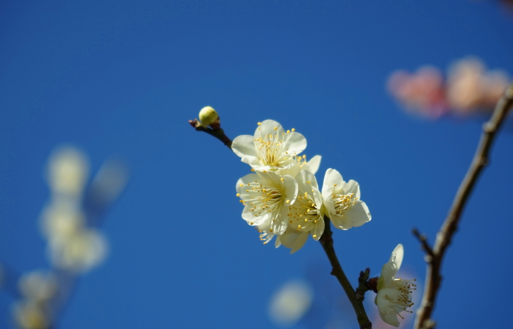 青空と梅の花