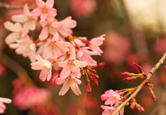 枝垂桜　2