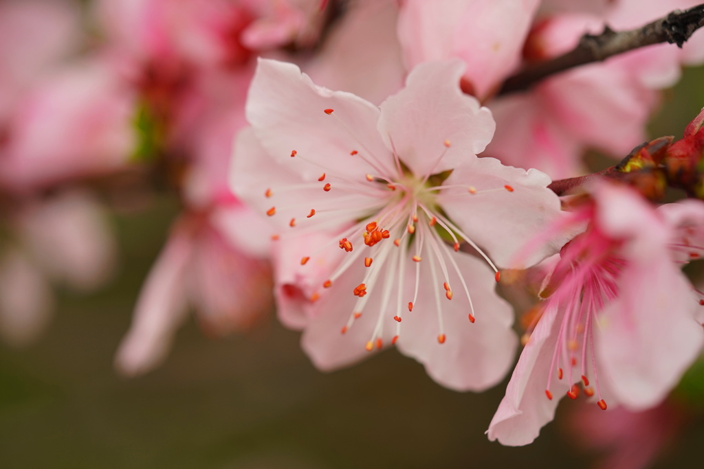 杏子の花