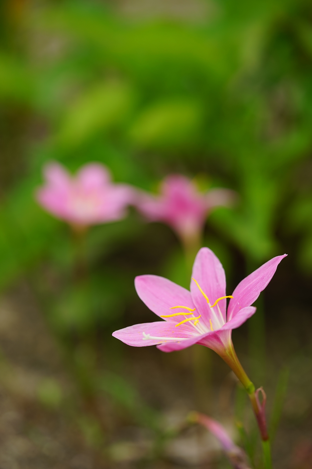 今朝の散歩1