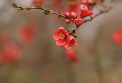 ボケの花