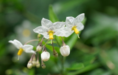 公園の花3