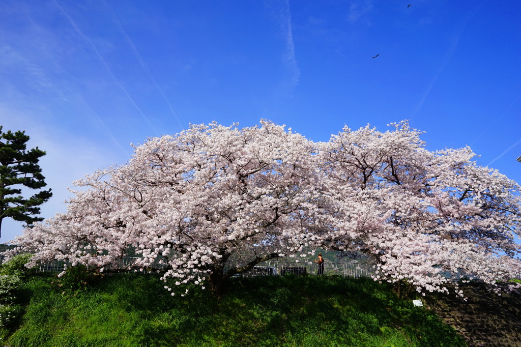 満開の桜