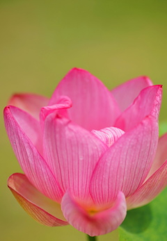 蓮の花2