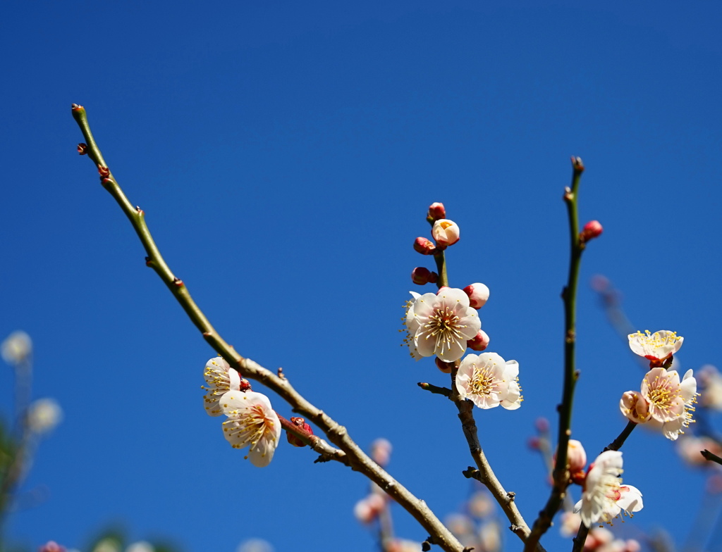 青空と梅の花　2