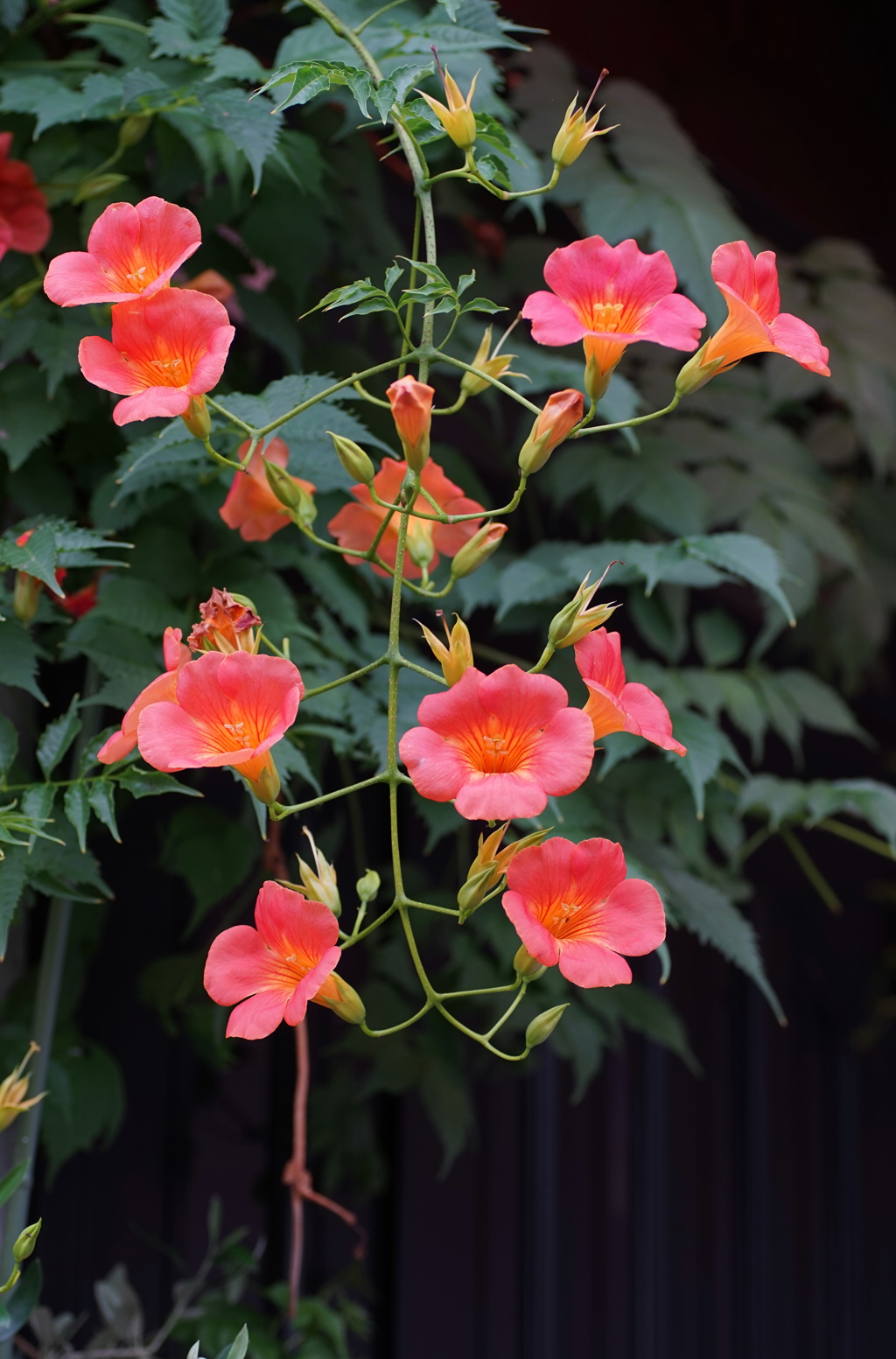 夏の花1