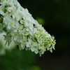 紫陽花色々7