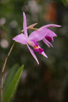 温室の花2