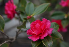 山茶花（1）