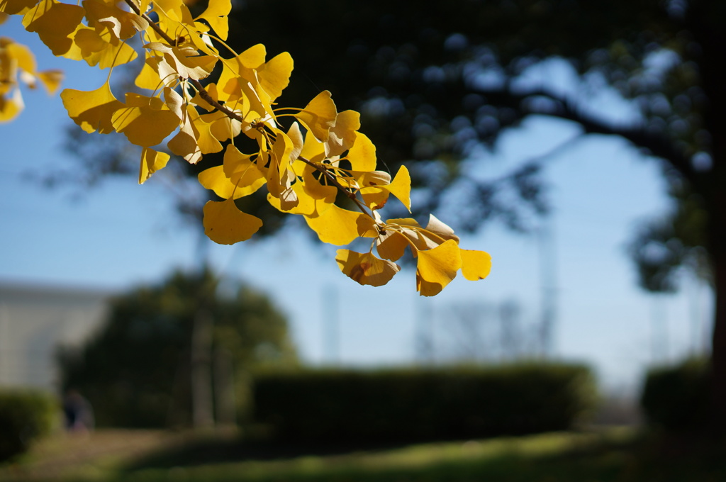 公園（2）