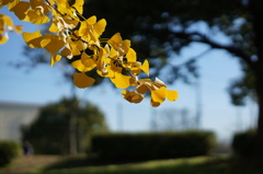 公園（2）