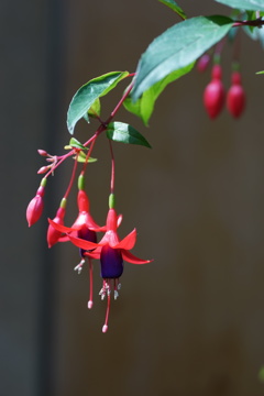 花名不詳