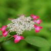 紫陽花7