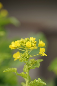 菜の花（2）