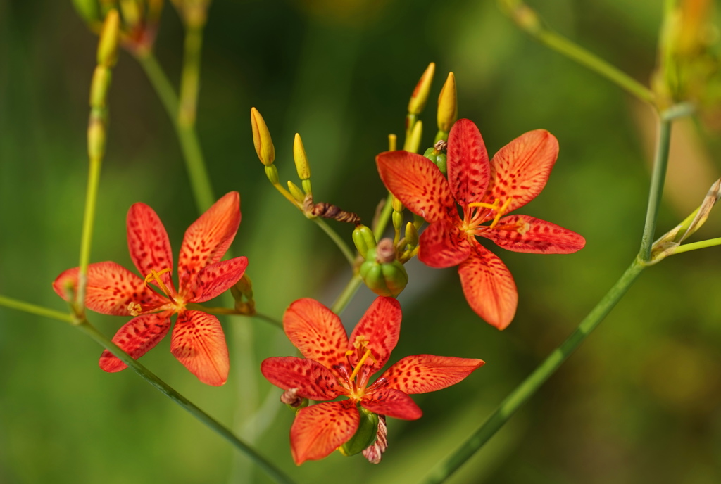 公園の花6