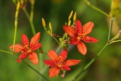 公園の花6