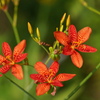 公園の花6