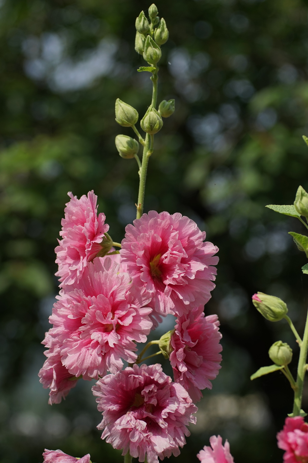 芙蓉の花