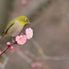 梅とメジロ