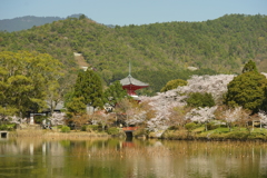 大覚寺大沢の池1