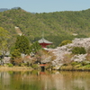 大覚寺大沢の池1