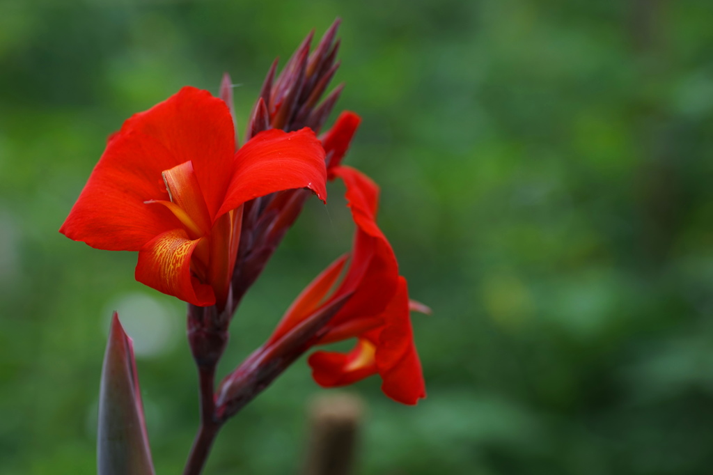 夏の花2