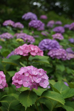 紫陽花