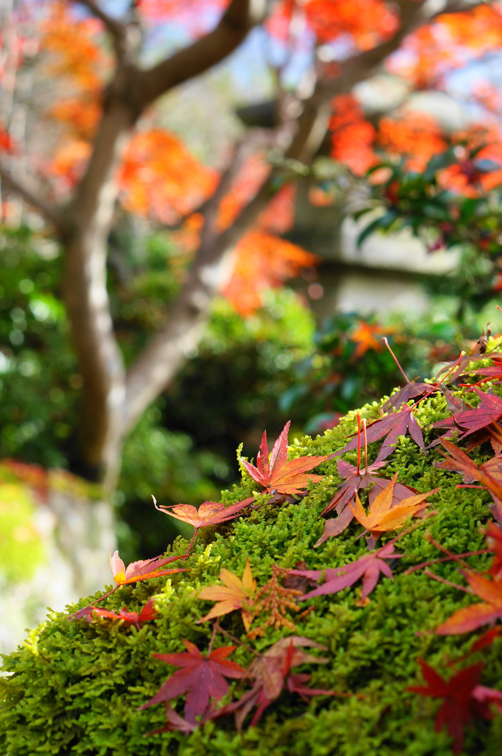 12月の紅葉（1）