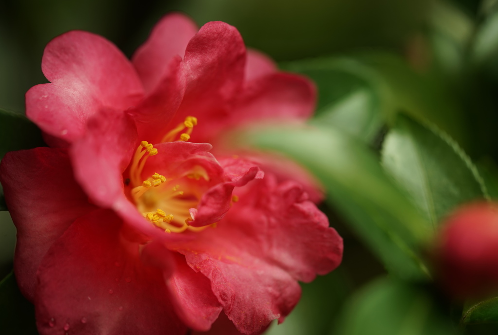 山茶花1