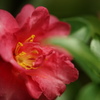 山茶花1