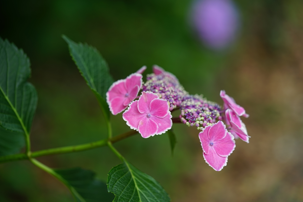 紫陽花色々5