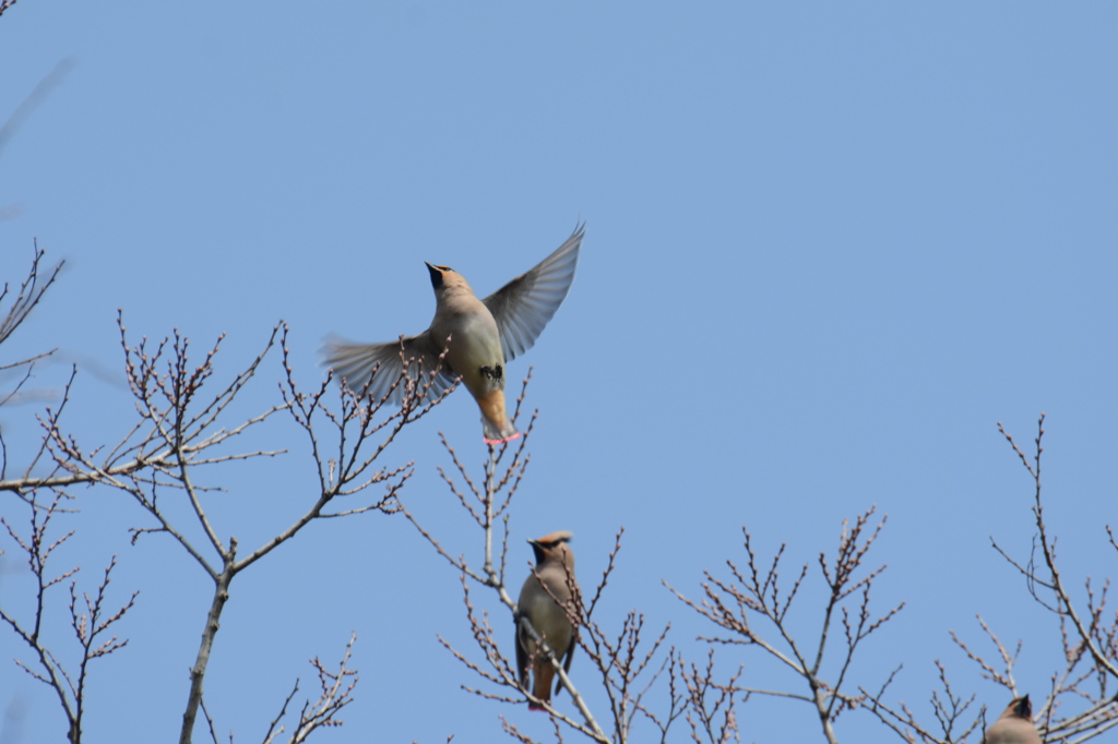 DSC_6427 (1)