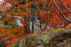 12月の紅葉（2）