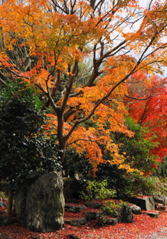 12月の紅葉（3）