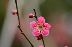 紅梅
