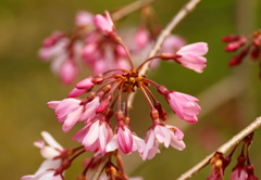 枝垂桜　1