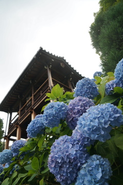紫陽花
